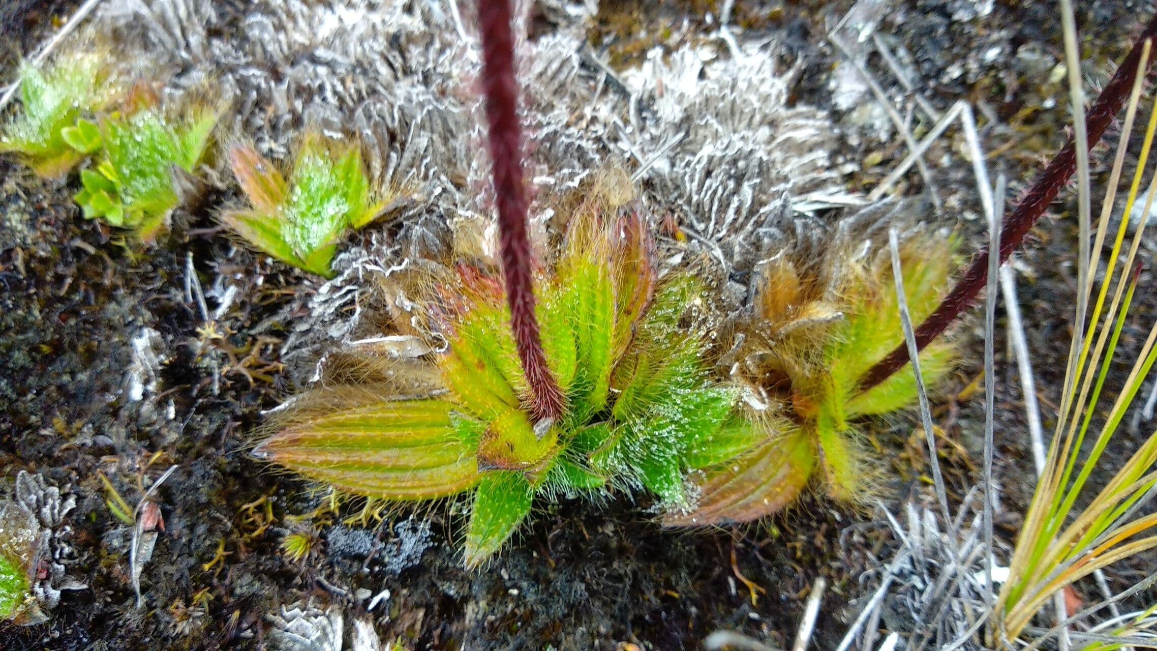 Castratella piloselloides 9