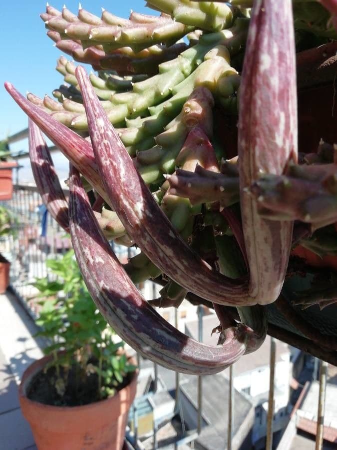 Orbea 5