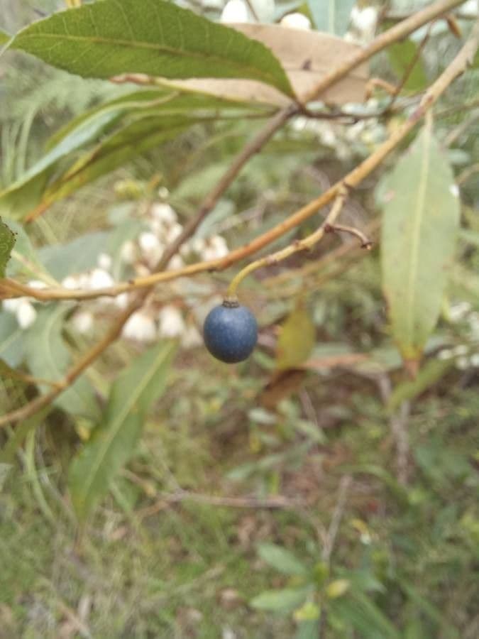 Elaeocarpus reticulatus 4