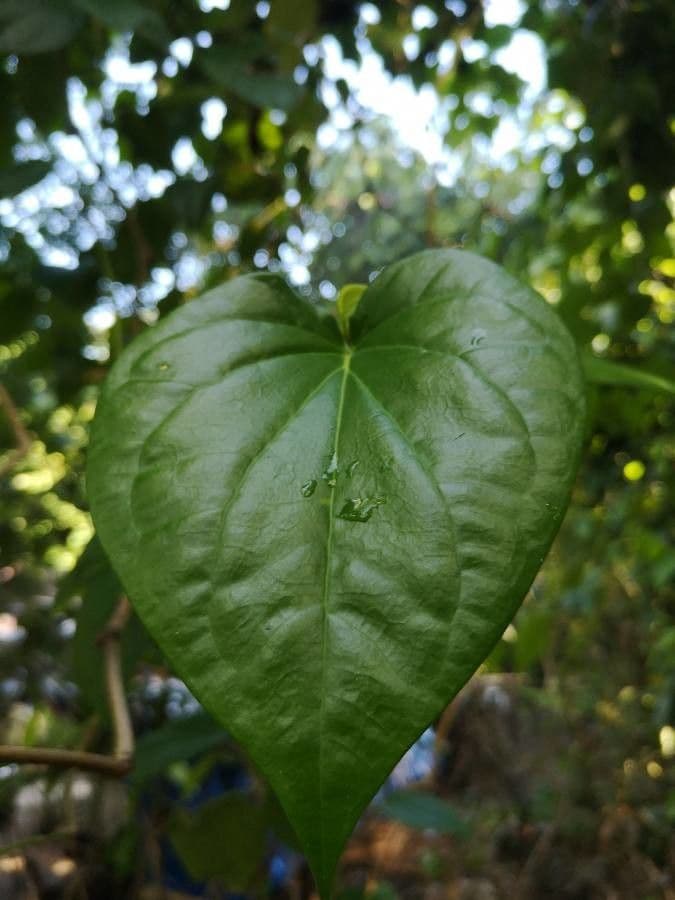 Kajep pepper 5