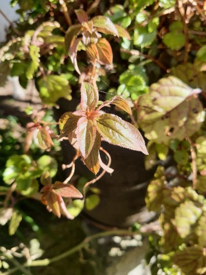 Centradenia 18
