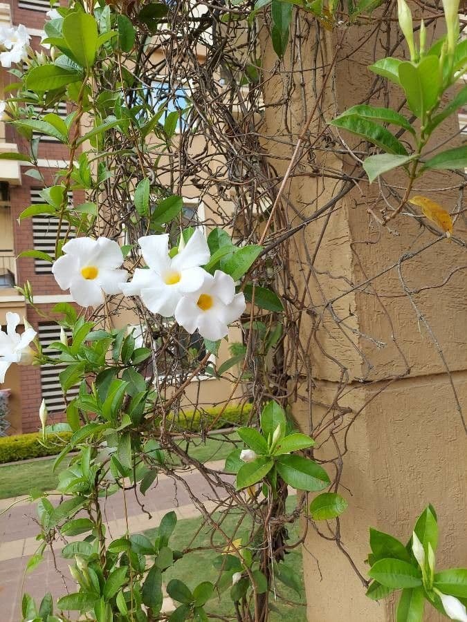 Rhabdadenia 3