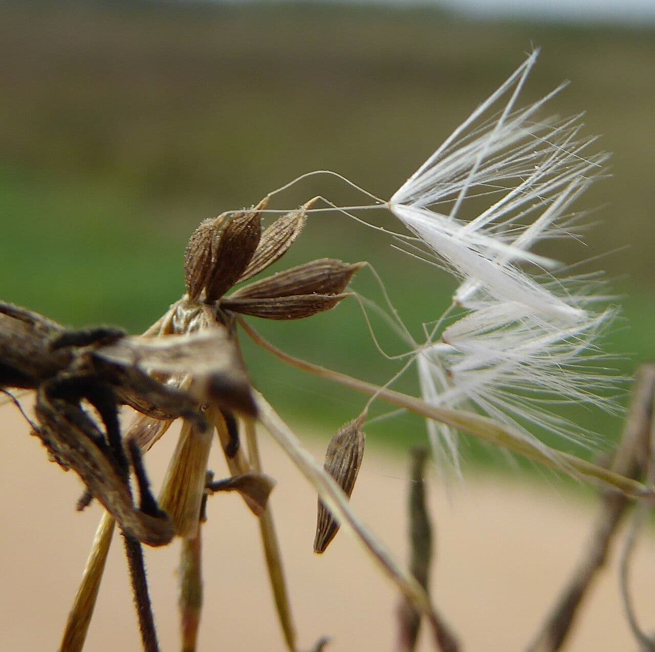 Lactuca saligna 4