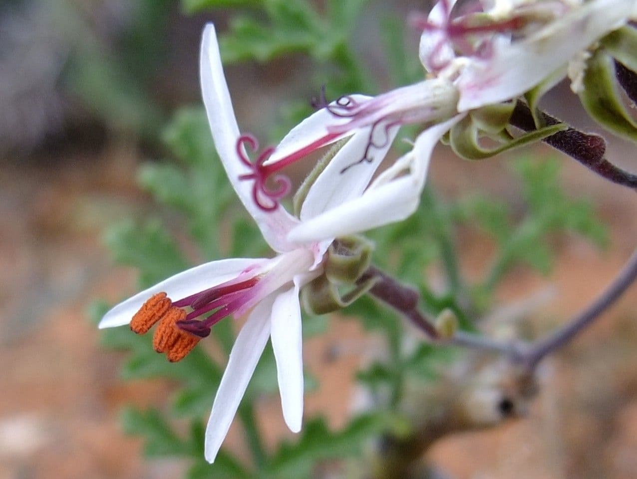 Pelargonium 9