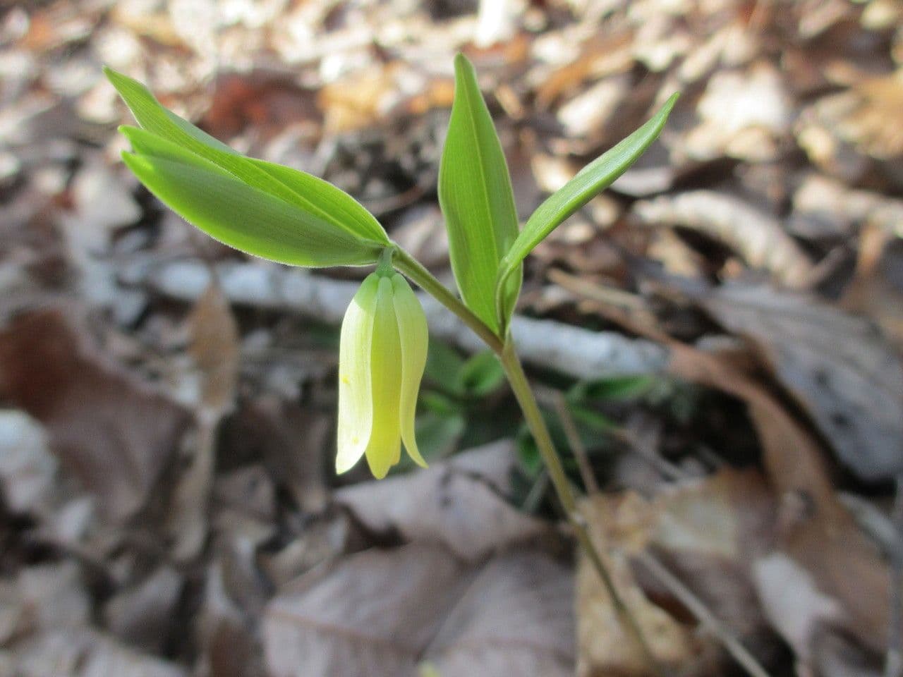 Uvularia sessilifolia 5