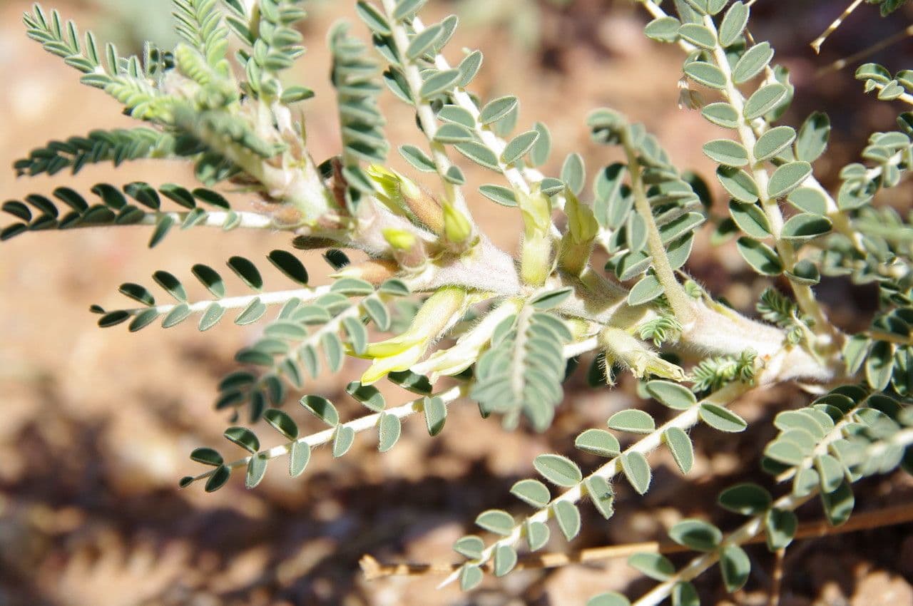 Astragalo 9