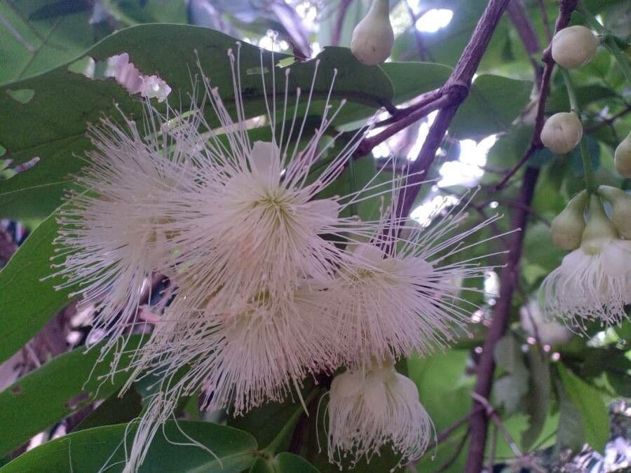Pommier de Java 8