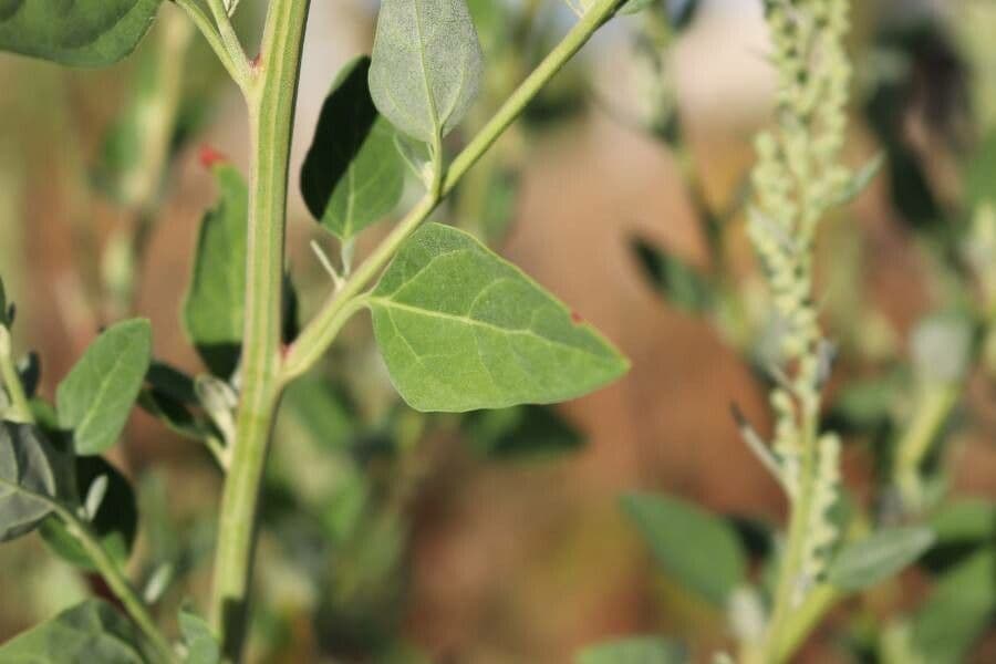 Chenopodium berlandieri 13