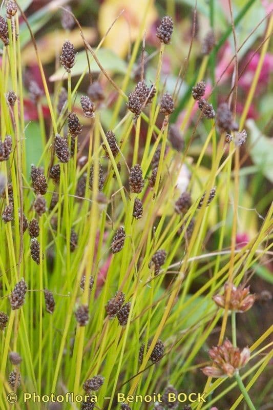 Eleocharis ovata 21