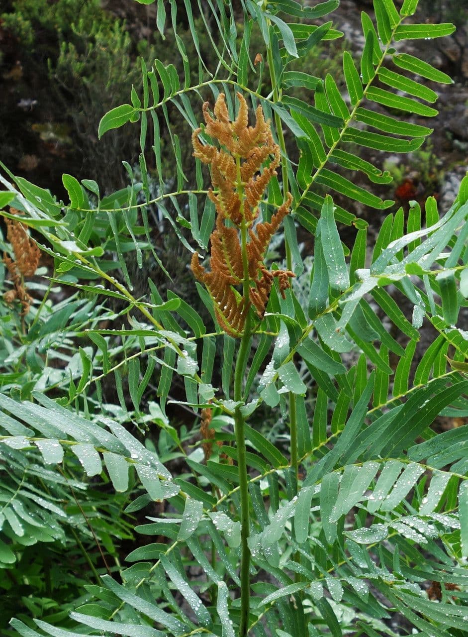 Długosz królewski 29