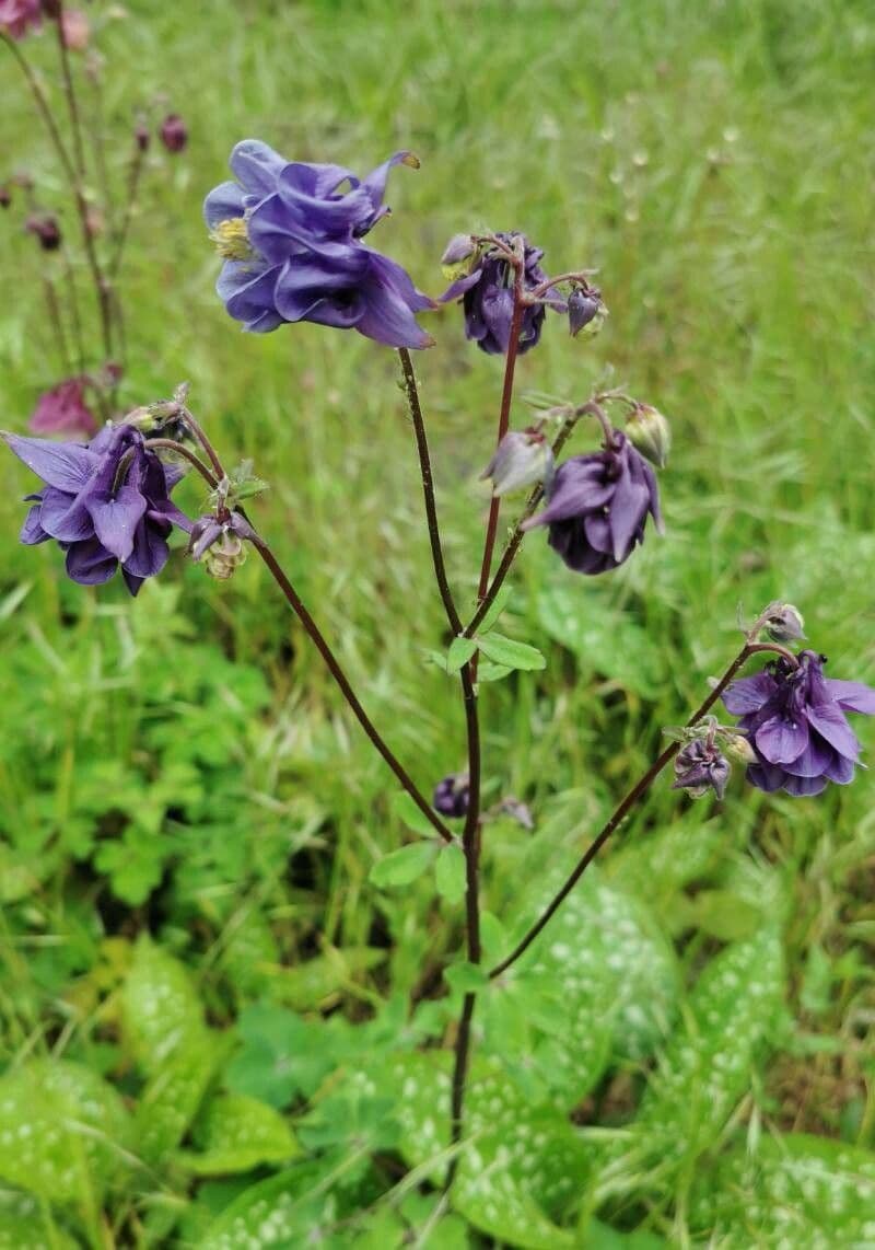 Aquilegia comune 29