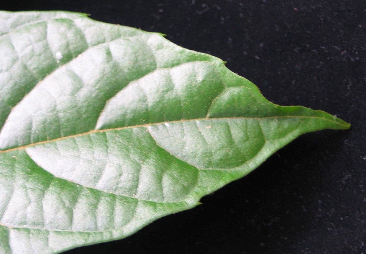 Meliosma 5