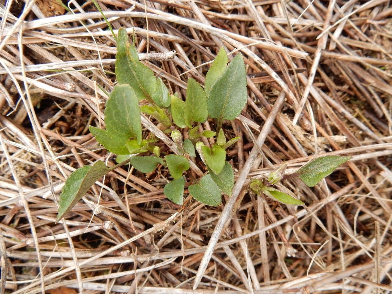 Viola pallida 8