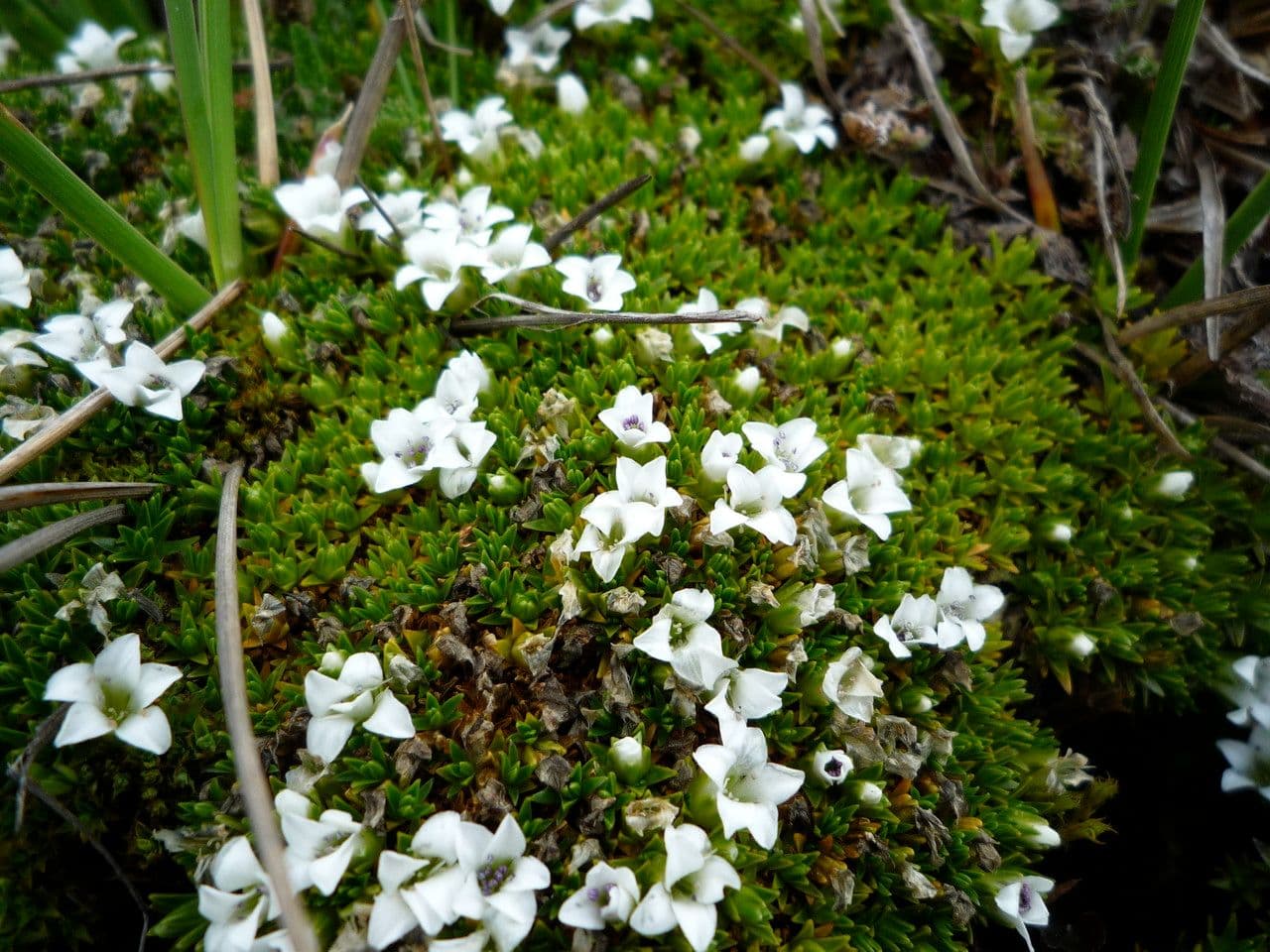 Arenaria 4