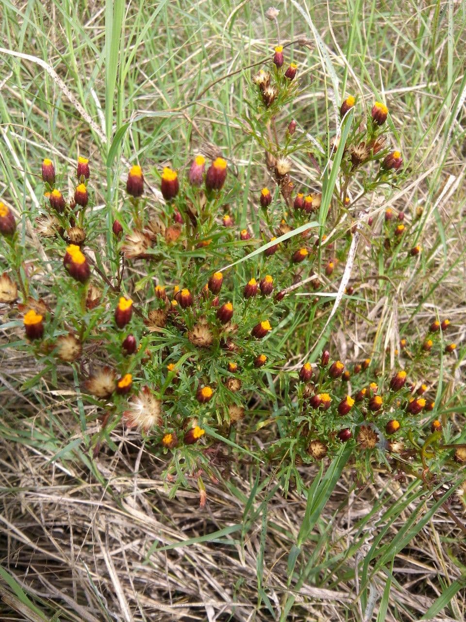 Dyssodia 8