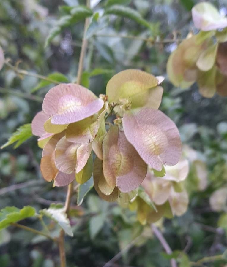 Urvillea uniloba 2