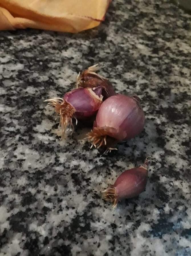 Scalogno 16