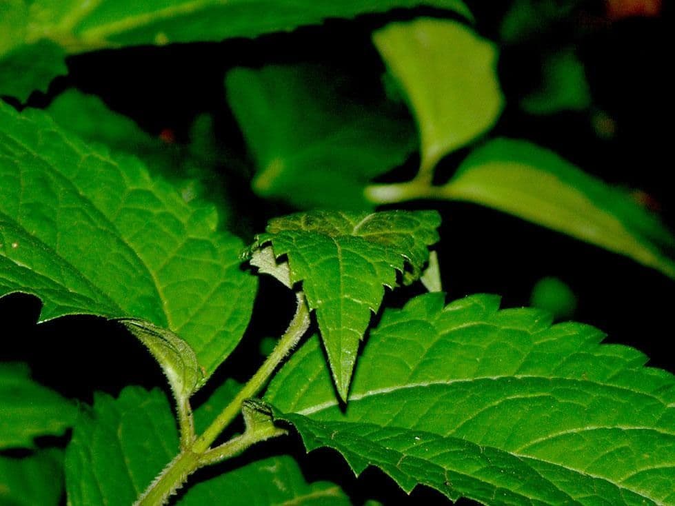 Calea urticifolia 8