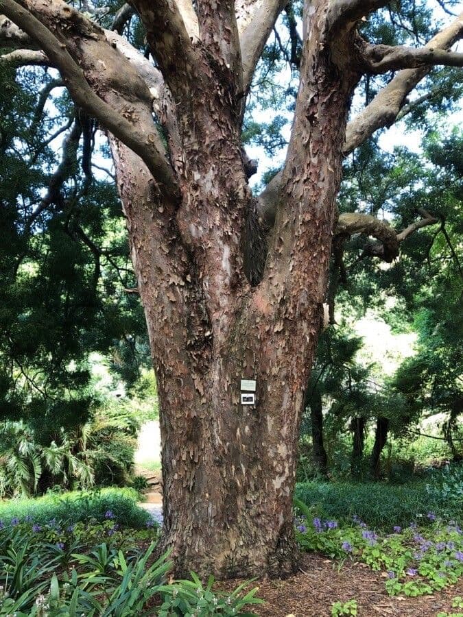 Afrocarpus falcatus 16
