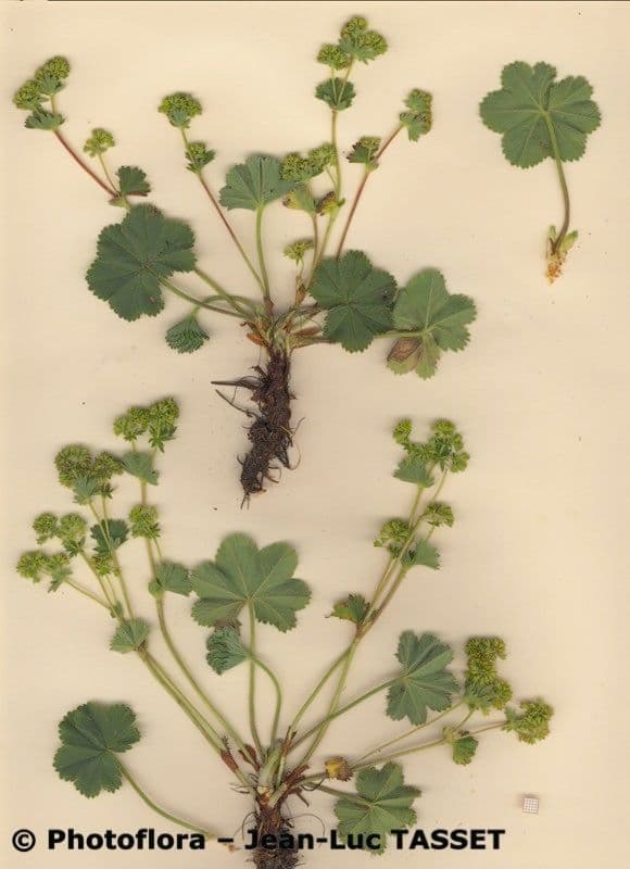Alchemilla 3