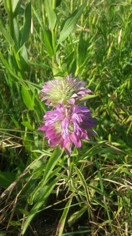 Gefleckte Monarde
