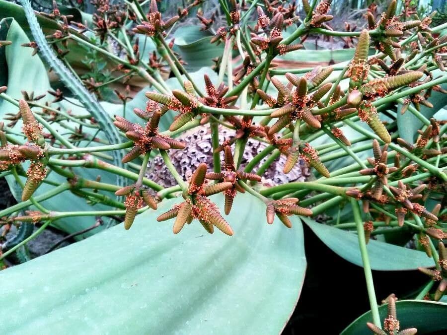 Welwitschia 9