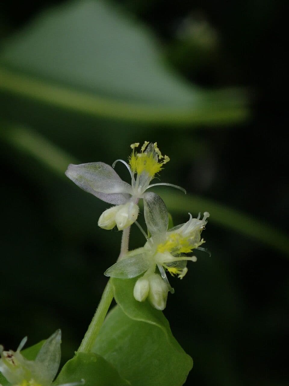 Streptolirion volubile 2