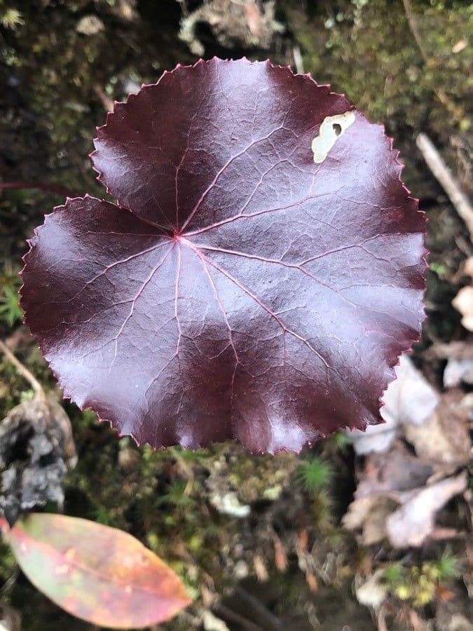 Galax urceolata 13