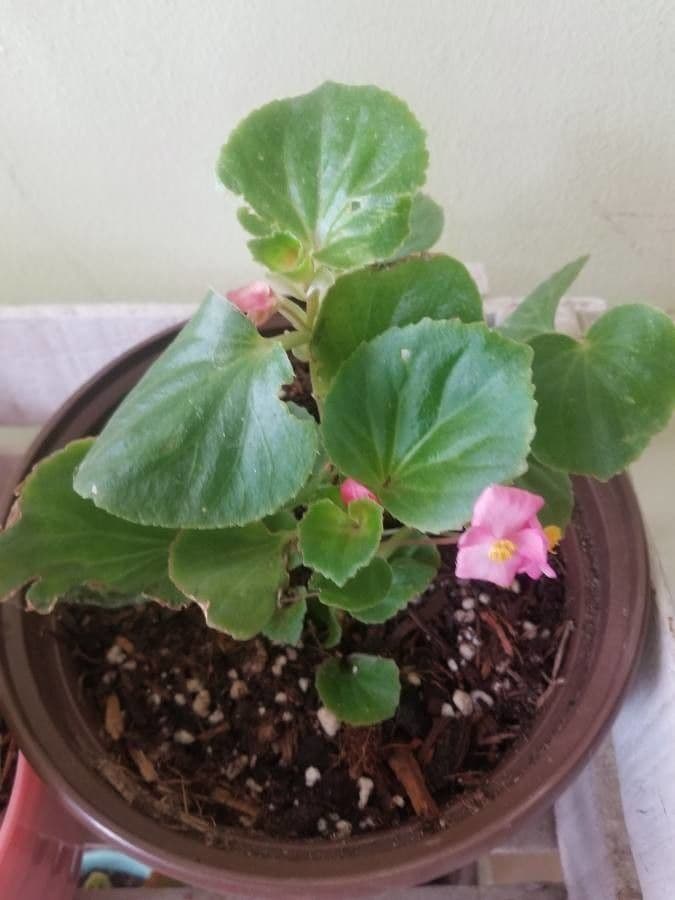 Begonia 19