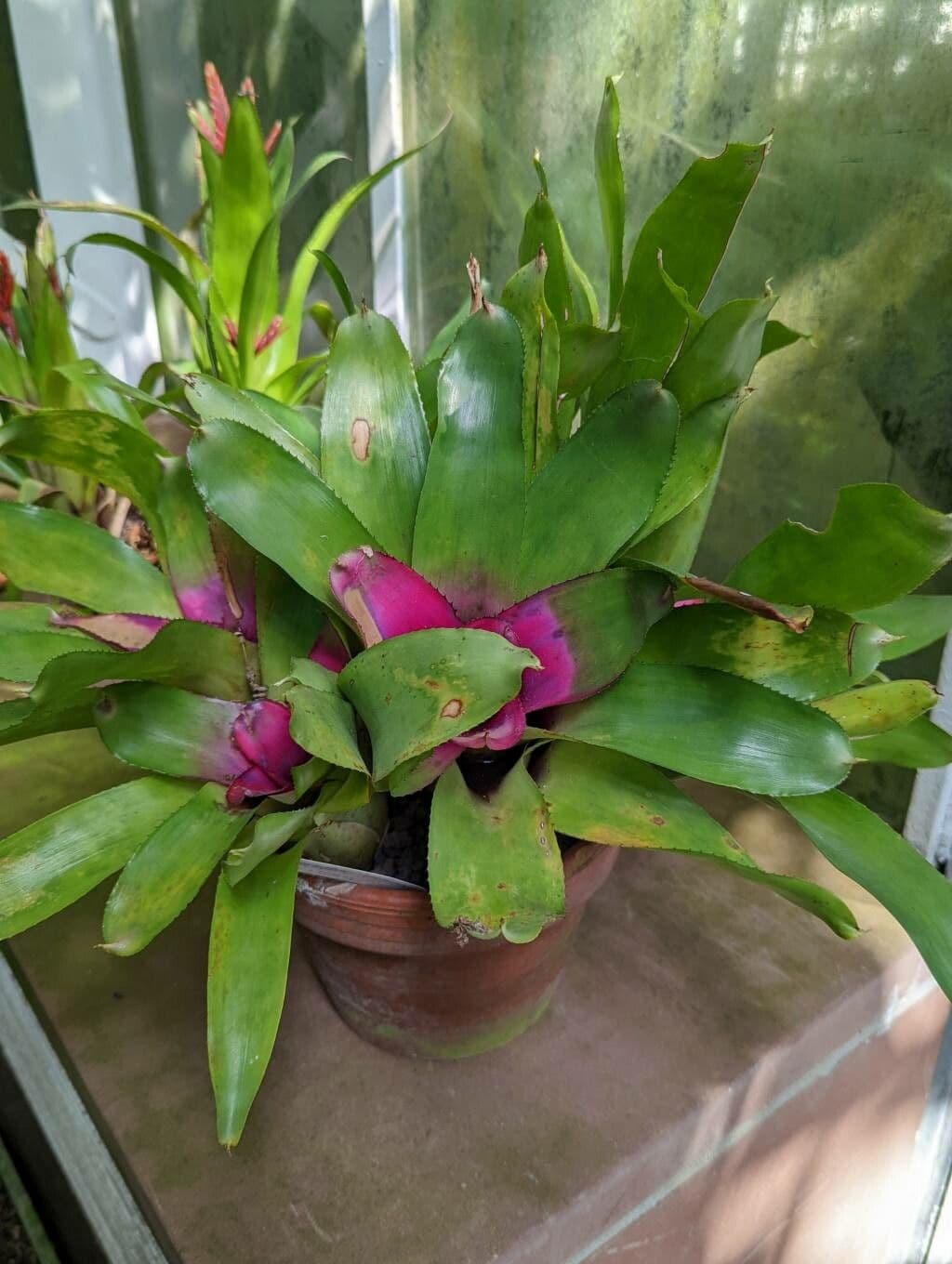 Neoregelia princeps 2