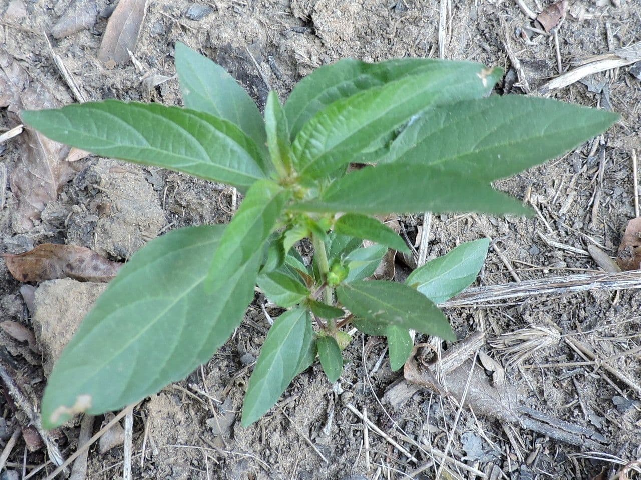 Acalypha phleoides 8