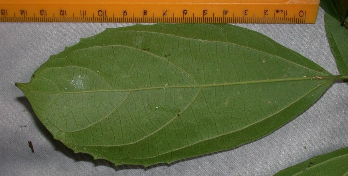 Hasseltia floribunda 21