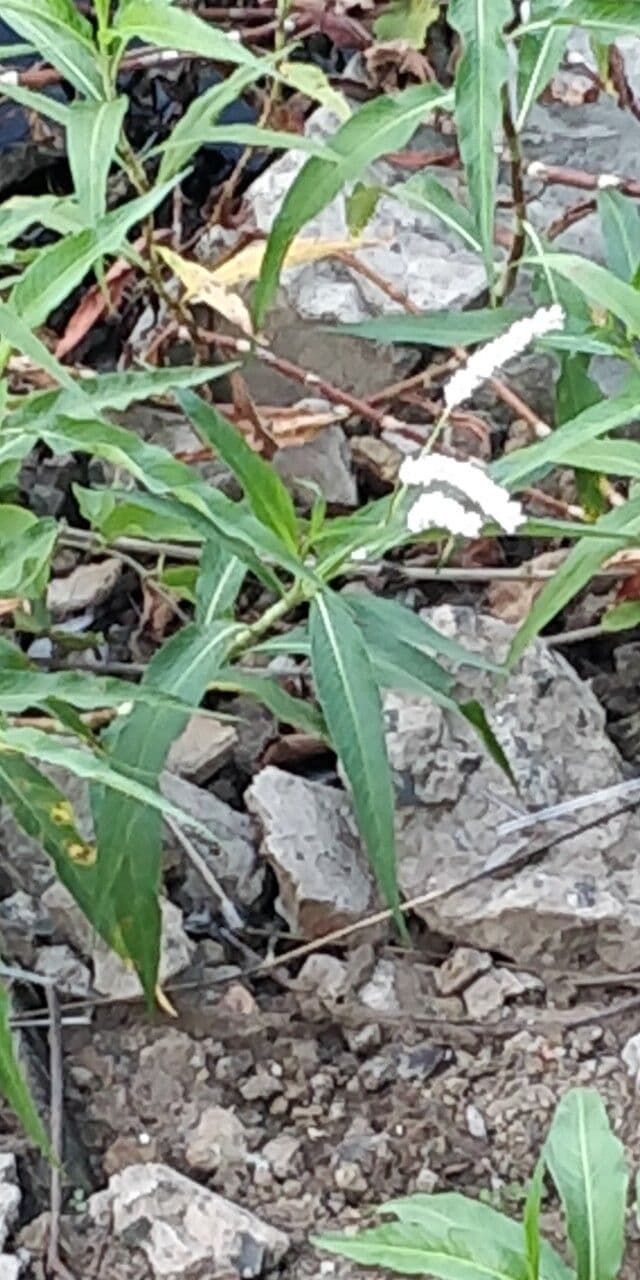 Persicaria 17