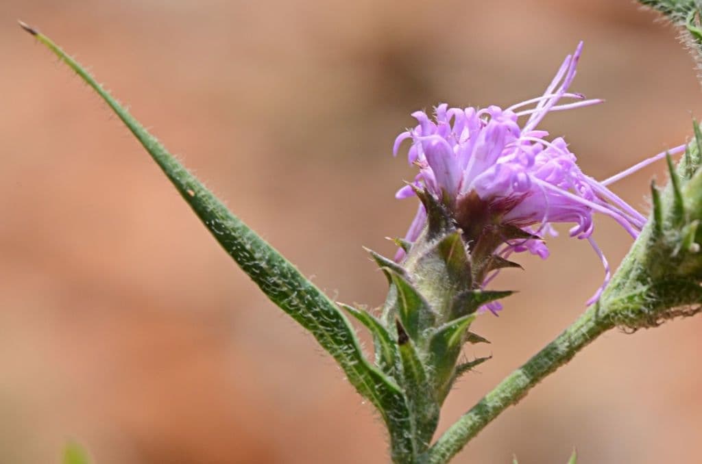 Liatris 2