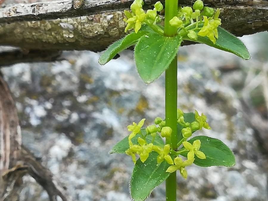 Crocettona glabra 5