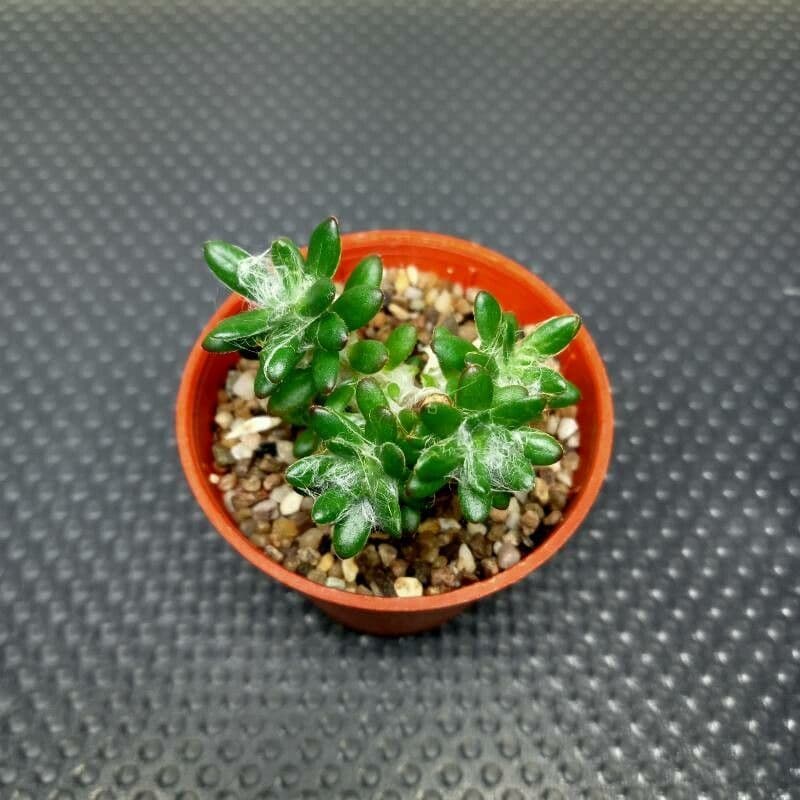 Portulaca 8
