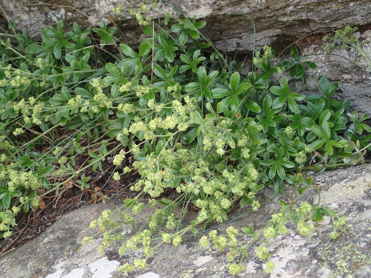 Alchemilla saxatilis 6