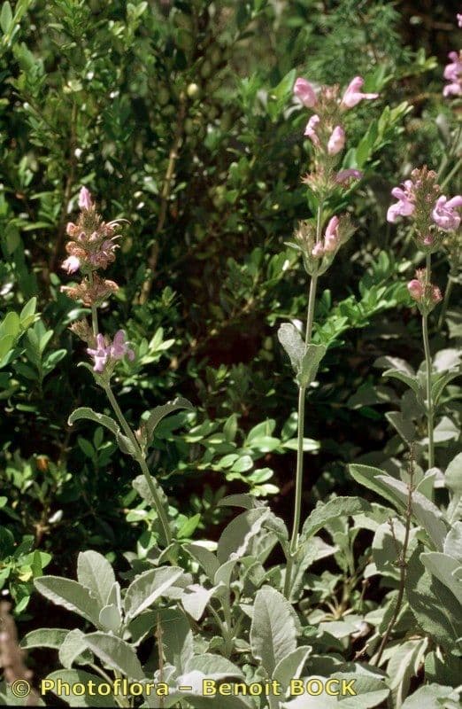 Salvia 4