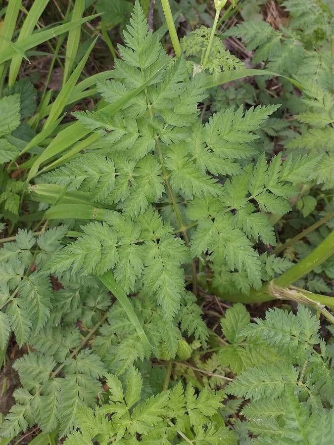 Cerfoglio selvatico 20