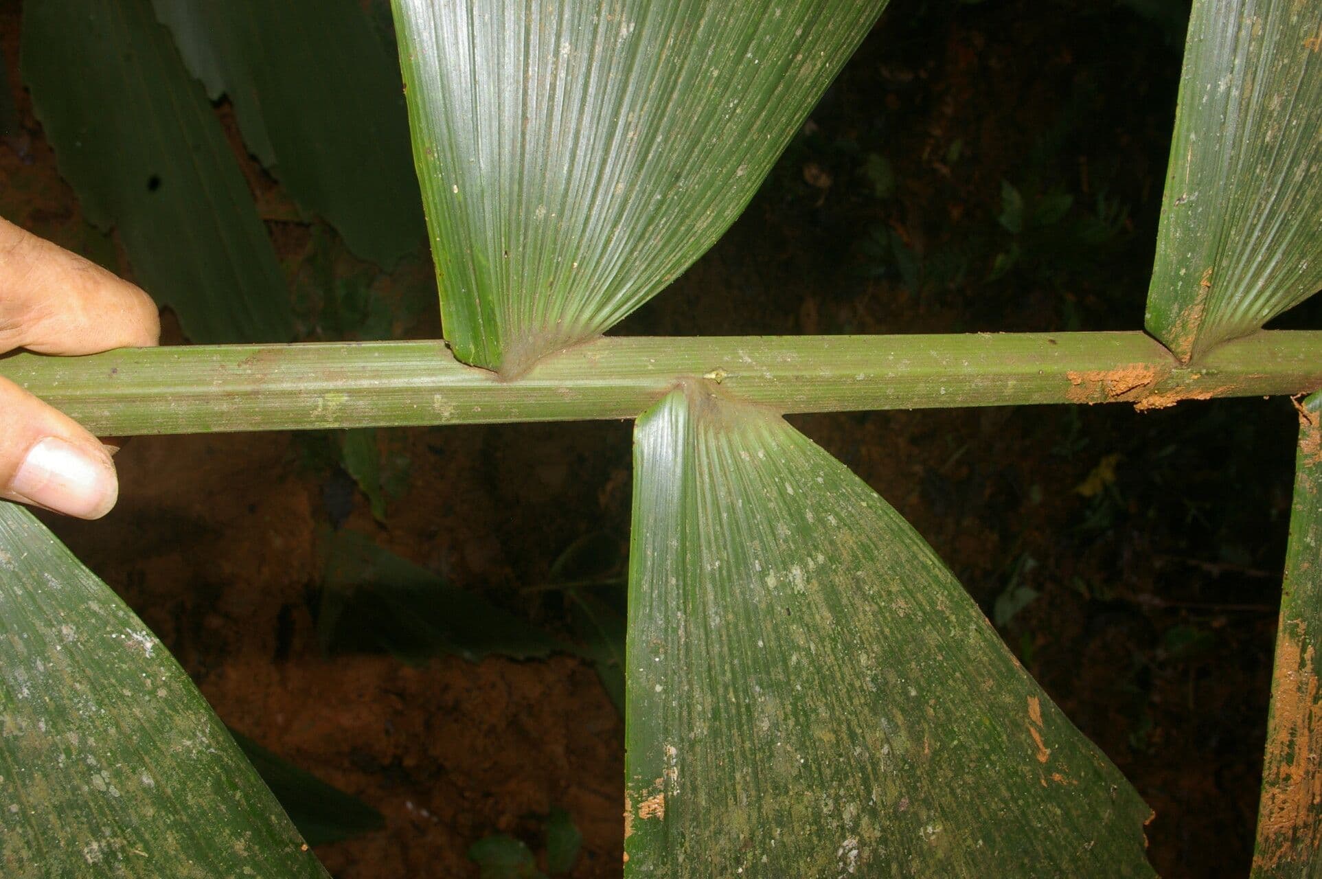 Sokratea naga 4