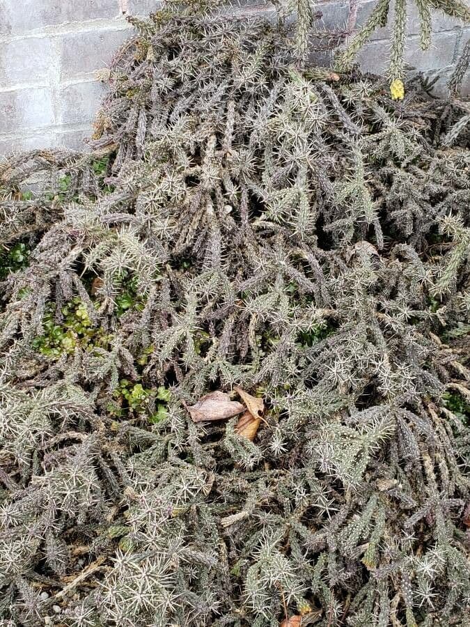 Whippels Cholla 5
