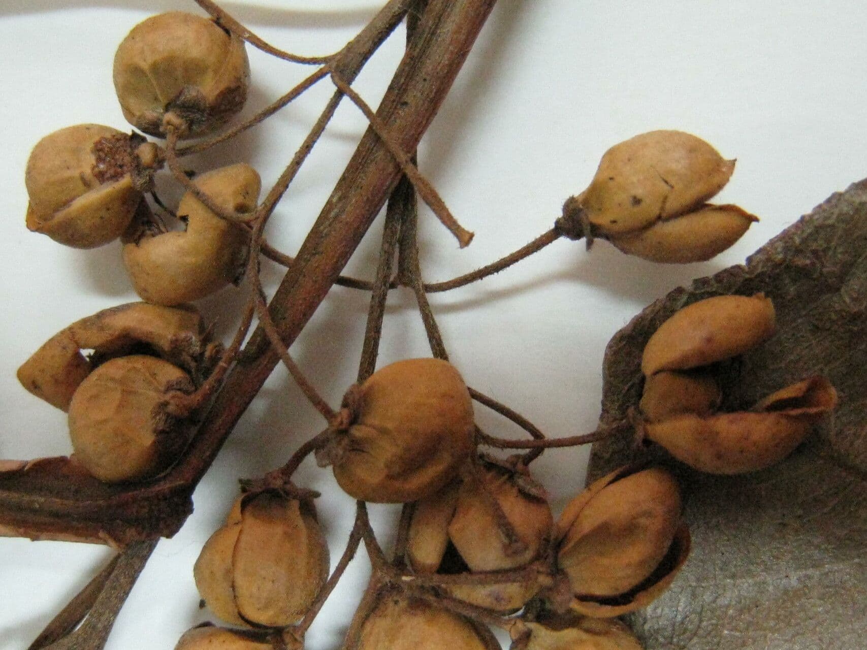 Davilla di Kunth 4