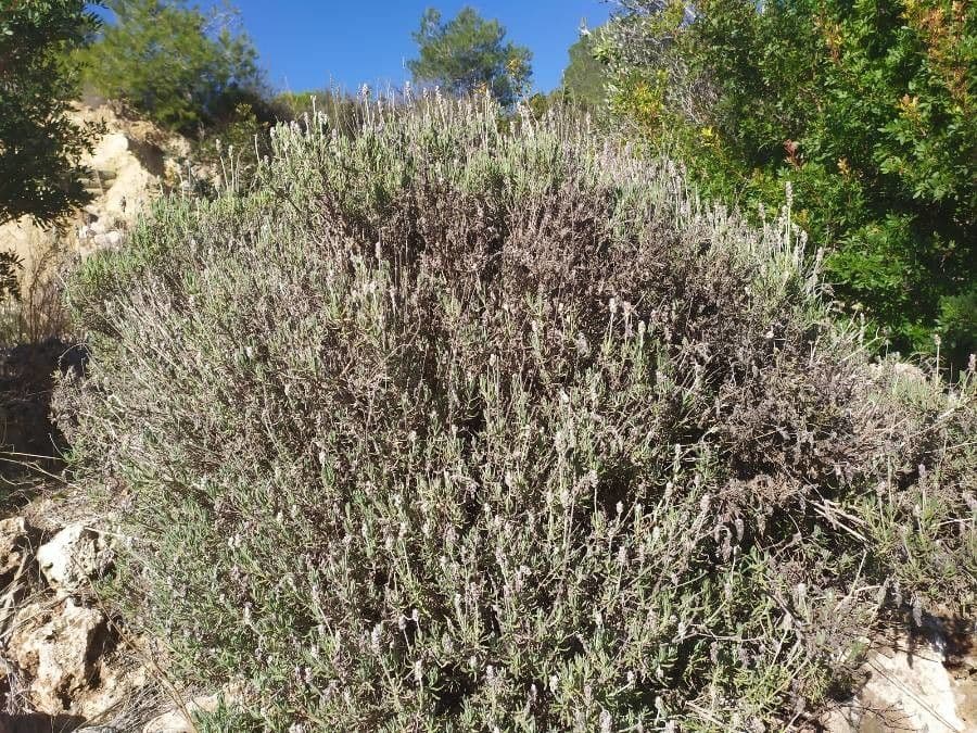 Lavanda dentata 9