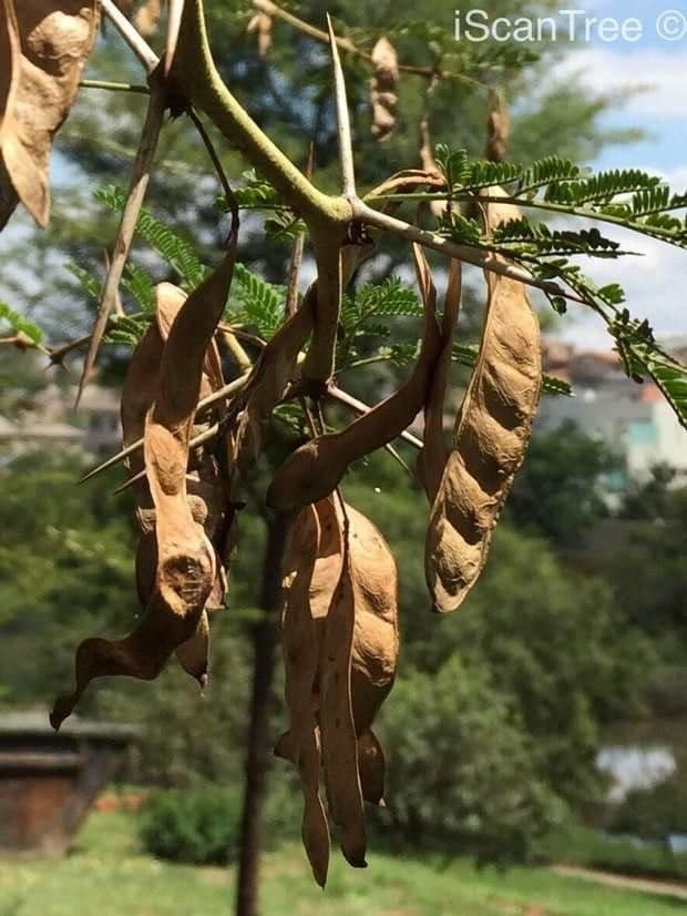 Acacia febrífuga