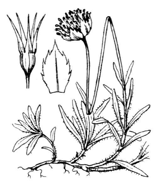 Jasione 29