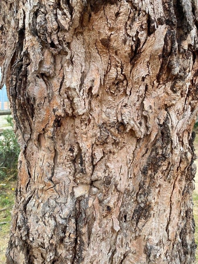 Eukalyptus" 8