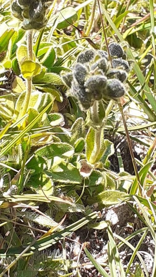 Veronica bellidioides 21
