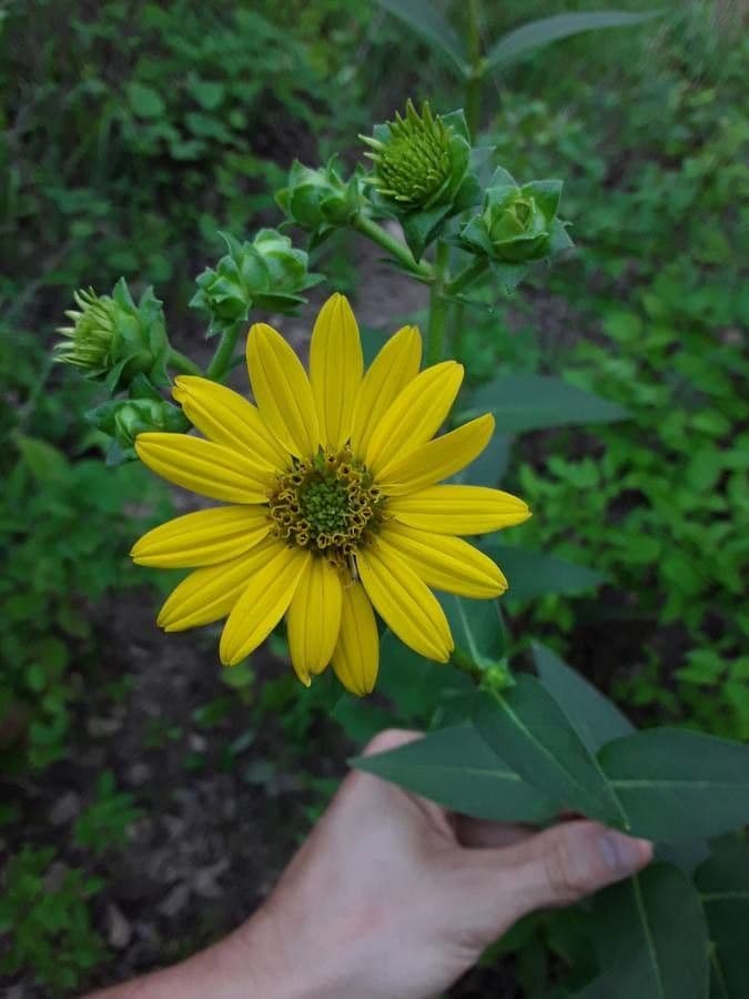 Raues Silphium 4