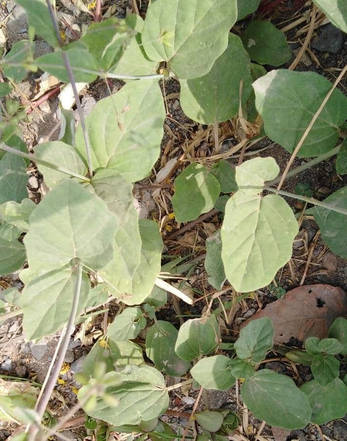 Boerhavia scarlatta 17
