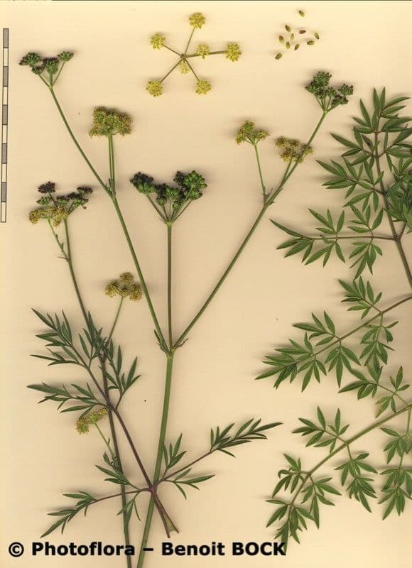 Rosskümmel 26
